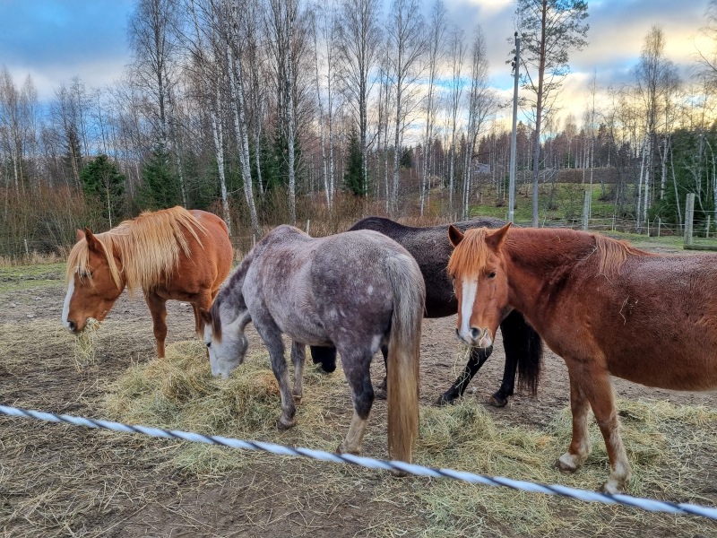 To feel sorry for people with horses?