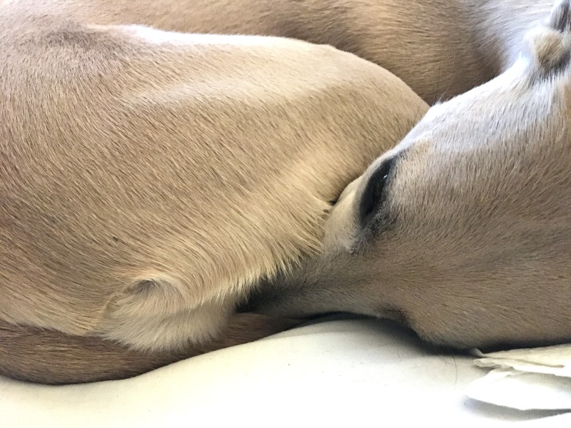 Breeds similar to a whippet?
