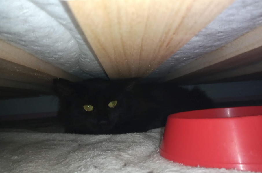 The adventures of Peppa and soon to be Bingo