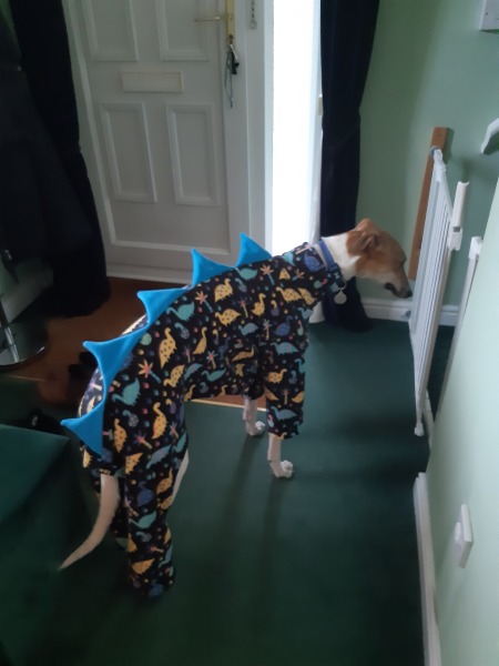 When do you put heating on...for dog??