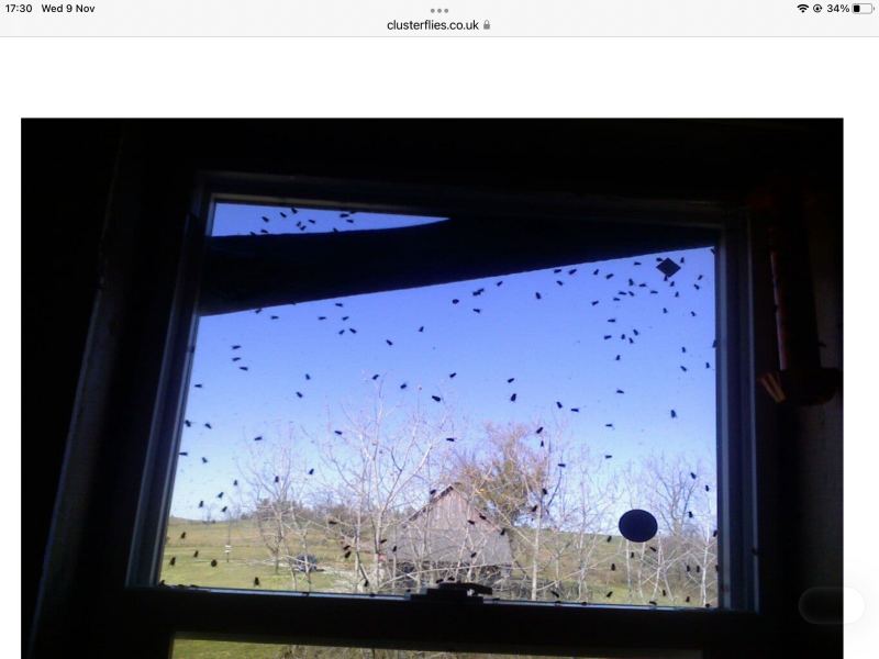 How to get rid of a plague of little flies
