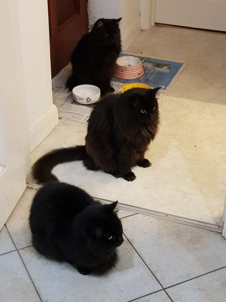 Ollie, Prince, Leroy, Walter and Co...