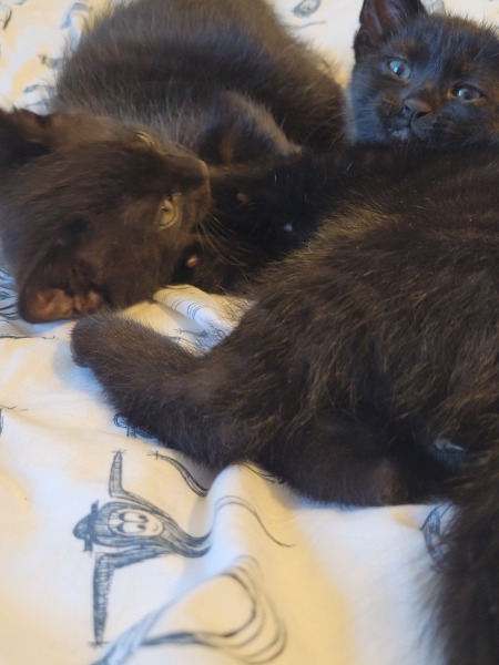 New kittens