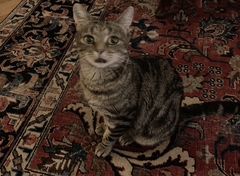 Possible FIP in beloved new shelter cat