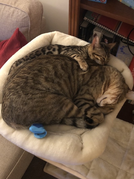 Kitten pics on a dreary Saturday 