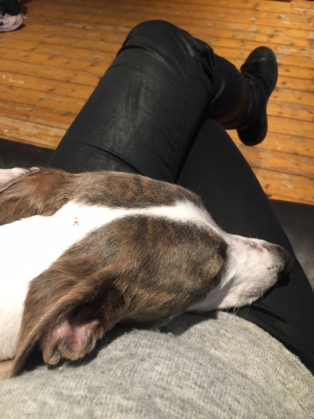 Anyone up for a 'My Dog POV' thread?