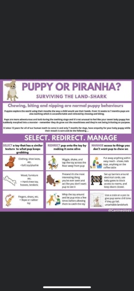 Puppy Survival Thread - as we approach Fireworks night for the first time…