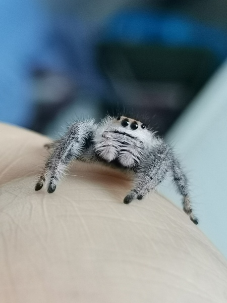 Did anyone get that big £30 spider skeleton from Asda? 