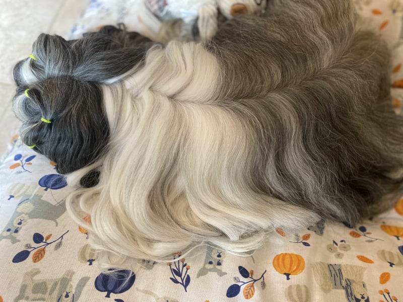 Anyone up for a 'My Dog POV' thread?