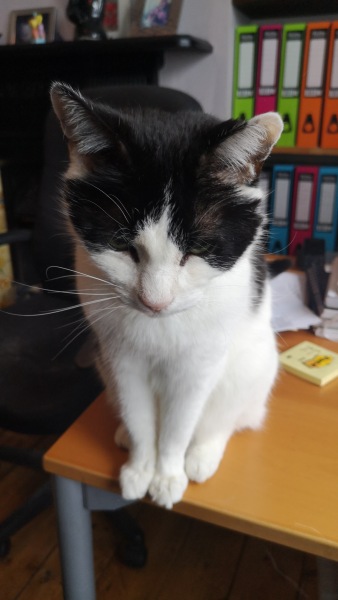 My Furbaby saved my life