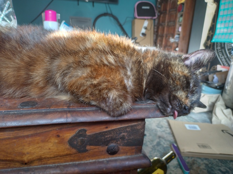 Naughty torties?