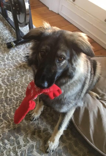 Anyone up for a 'My Dog POV' thread?