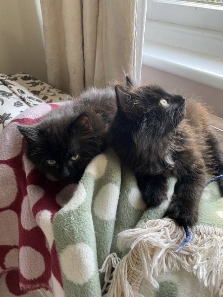 Kitten pics on a dreary Saturday 
