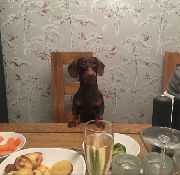 Do you let your dog lick the dishes?