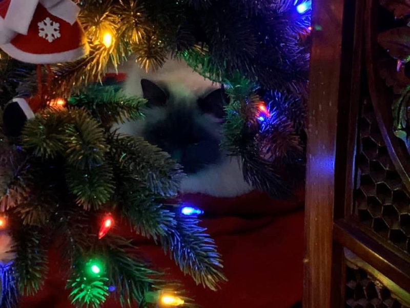 Cats and Christmas trees.