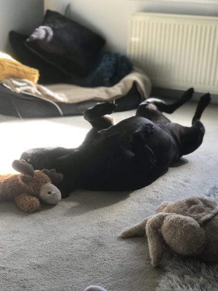 Anyone up for a 'My Dog POV' thread?