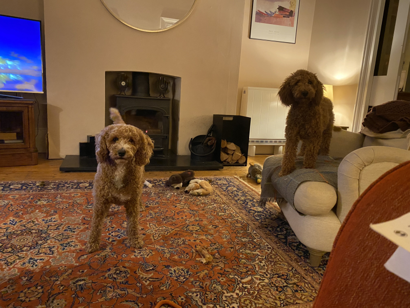Anyone else have colour Coordinated dogs?