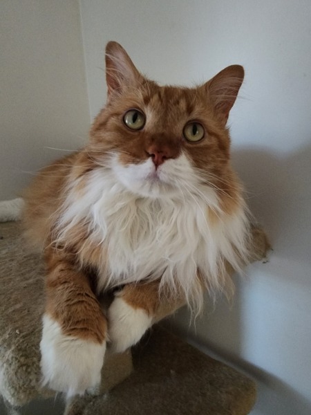 How much does your cat weigh? Do you think it's too much, too little or just right? :)