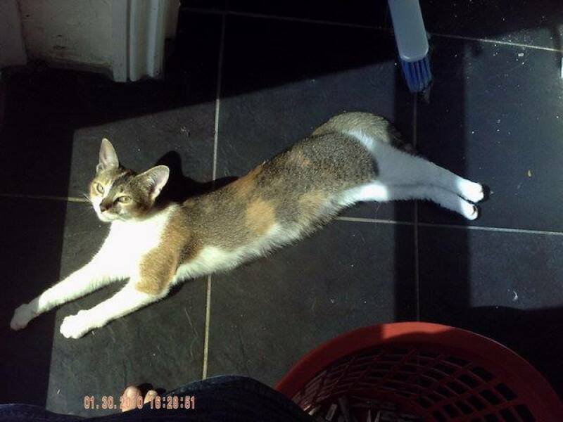 Help? I've acquired a very young kitten?