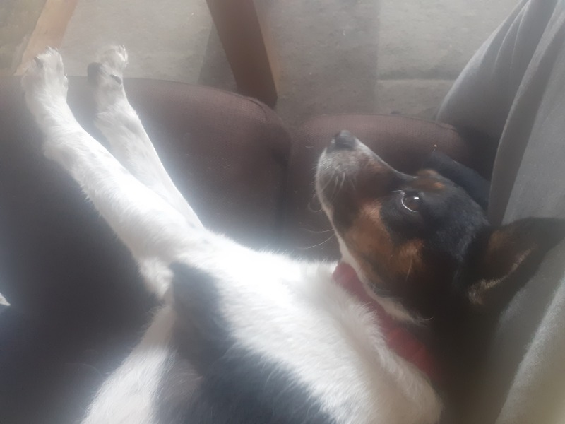Anyone up for a 'My Dog POV' thread?