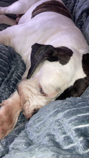 Anyone up for a 'My Dog POV' thread?