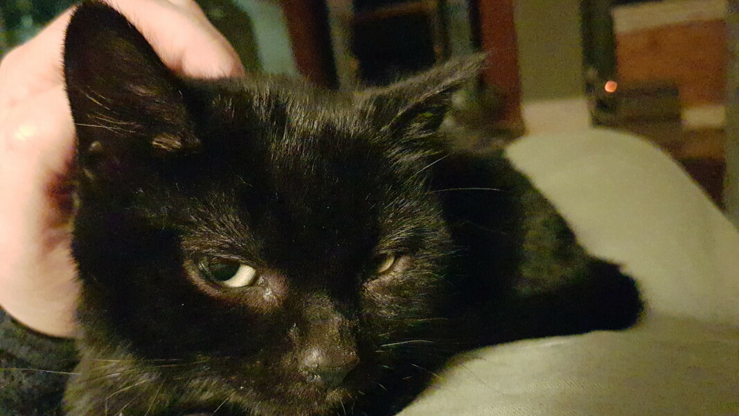 Kitten fosters- we have 2 ferals- HELP