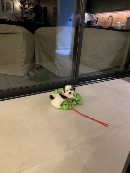 Anyone up for a 'My Dog POV' thread?
