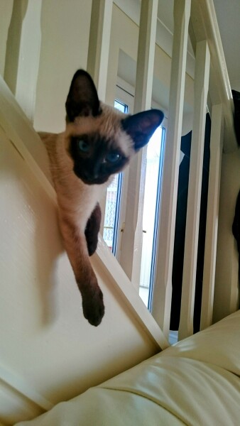 Kitten pics on a dreary Saturday 