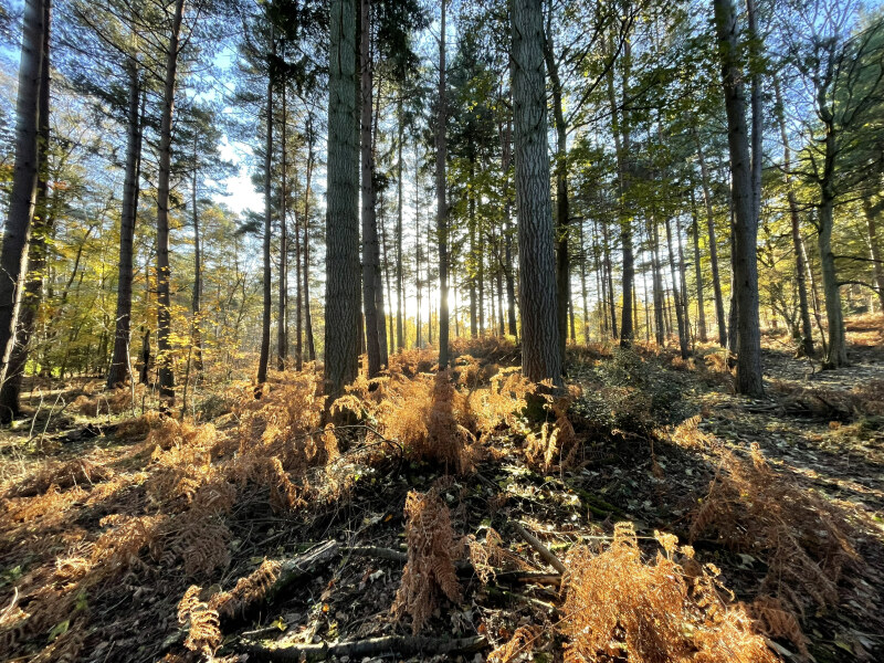 Come chat hiking with me!