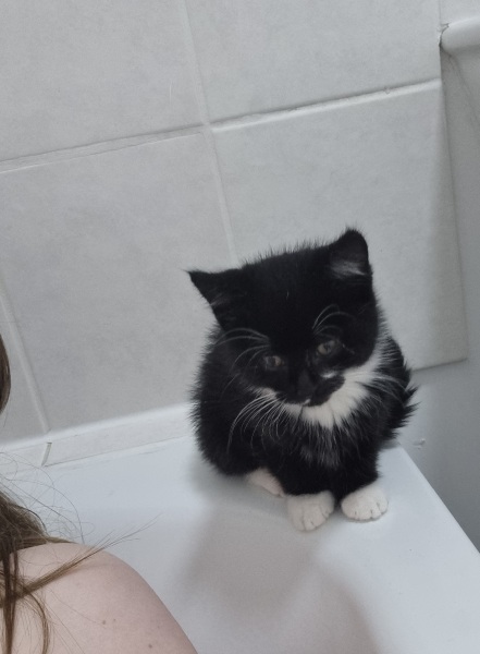 Shall I get another cat?