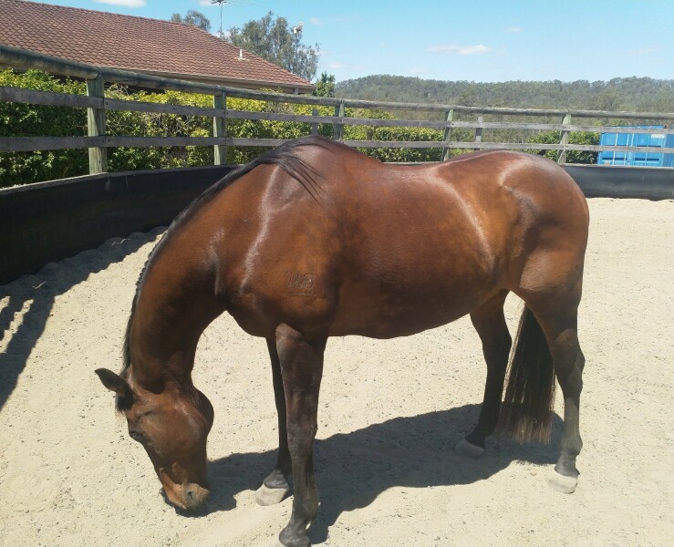 To feel sorry for people with horses?