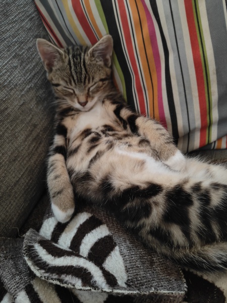 Kitten pics on a dreary Saturday 