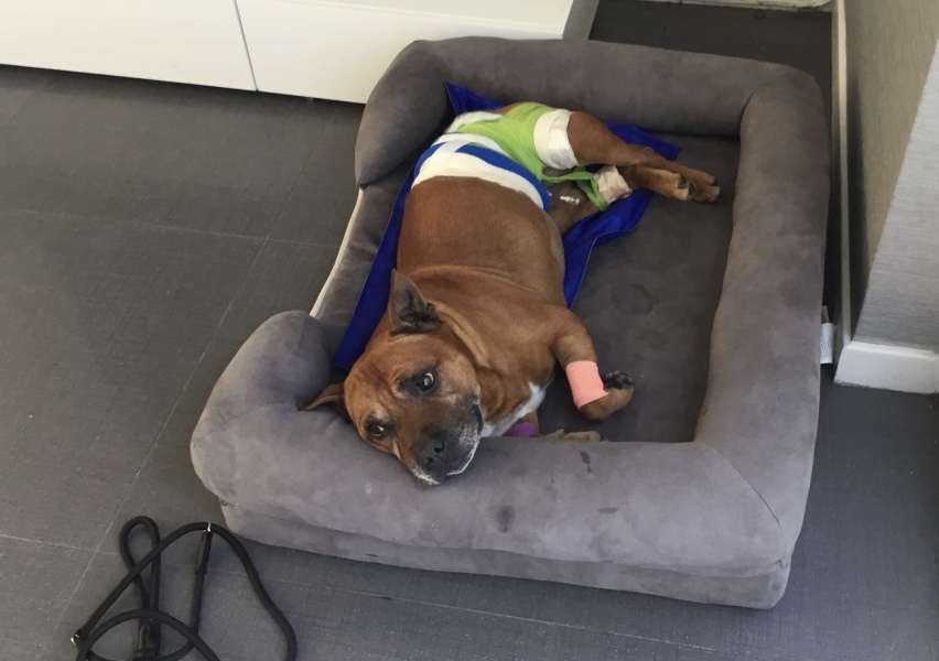 I fostered an elderly rescue dog and the rescue have sent me a £3k county court form?