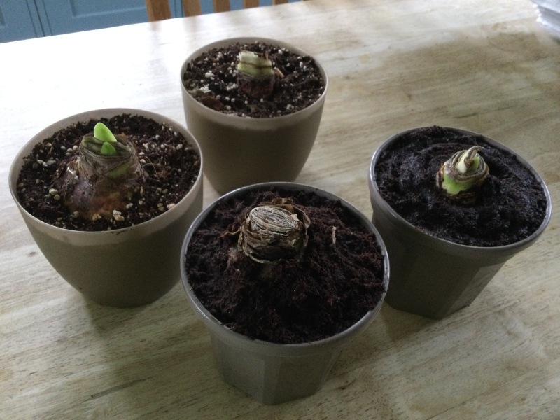 Who'd like an Amaryllis (Hippeastrum) thread?