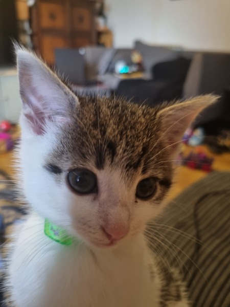 Help? I've acquired a very young kitten?