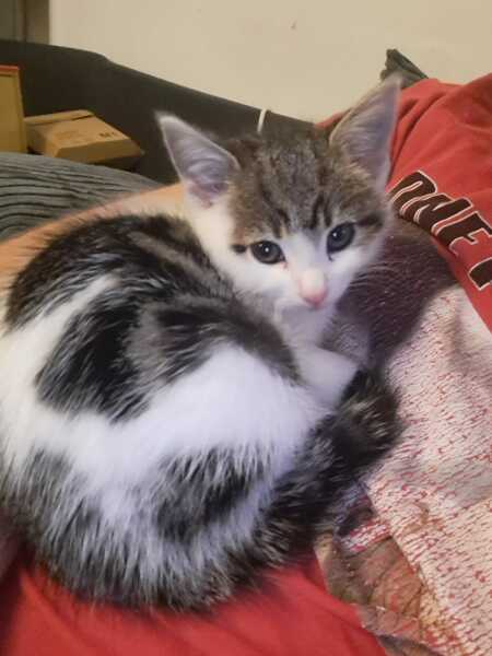 The adventures of Peppa and soon to be Bingo