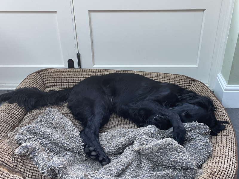 Anyone up for a 'My Dog POV' thread?