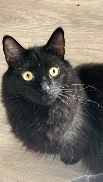 My Furbaby saved my life