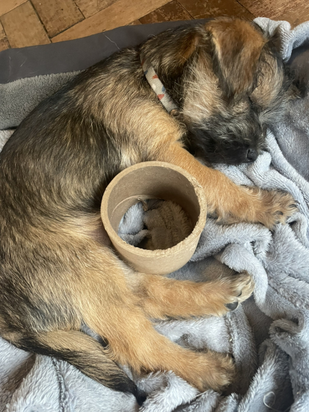Puppy Survival Thread - as we approach Fireworks night for the first time…