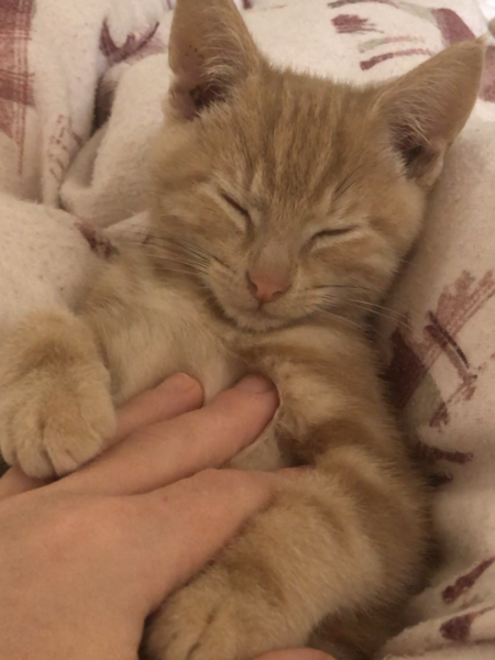Kitten will only sleep on me...