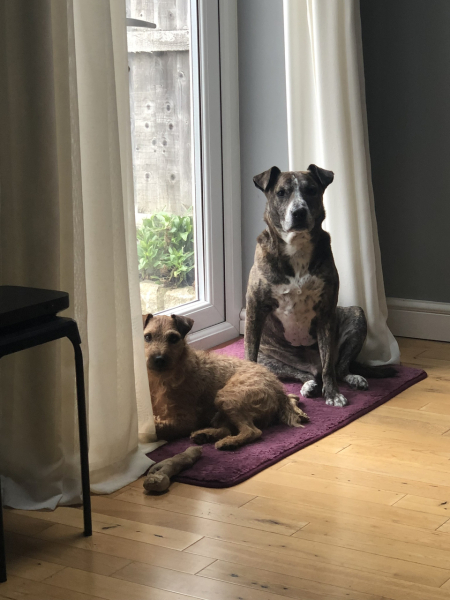 If you have a bigger dog and a smaller dog...