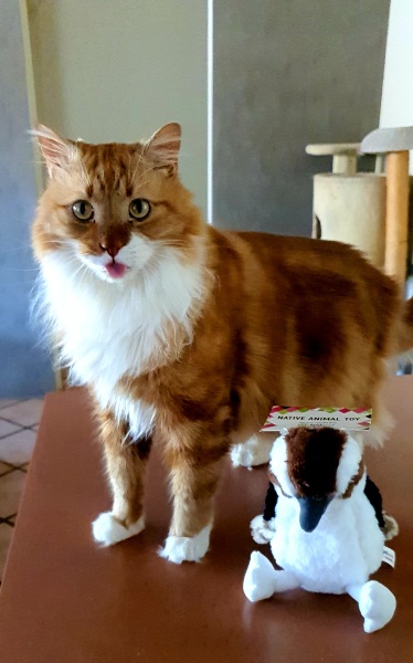 How much does your cat weigh? Do you think it's too much, too little or just right? :)