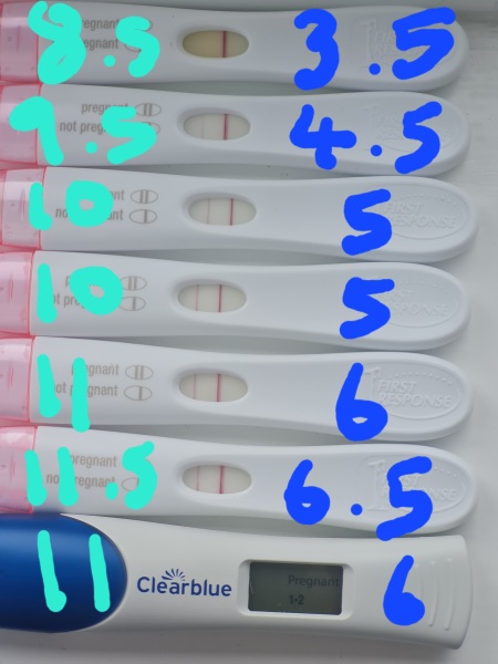 IVF - Stims Aug - Egg Collection Sep
