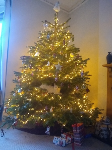 Cat versus Christmas tree