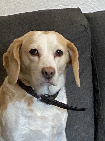 Update on prev thread about my dog in heart failure. Not good news.