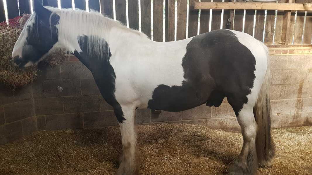 To feel sorry for people with horses?