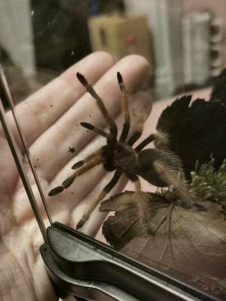 Did anyone get that big £30 spider skeleton from Asda? 