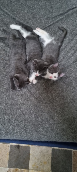 Kitten pics on a dreary Saturday 