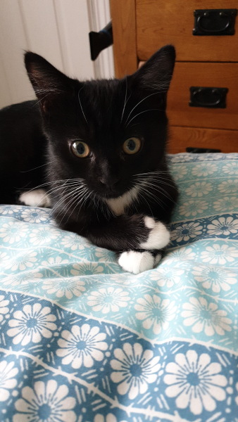 Kitten pics on a dreary Saturday 