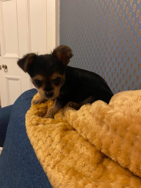 Puppy Survival Thread - as we approach Fireworks night for the first time…